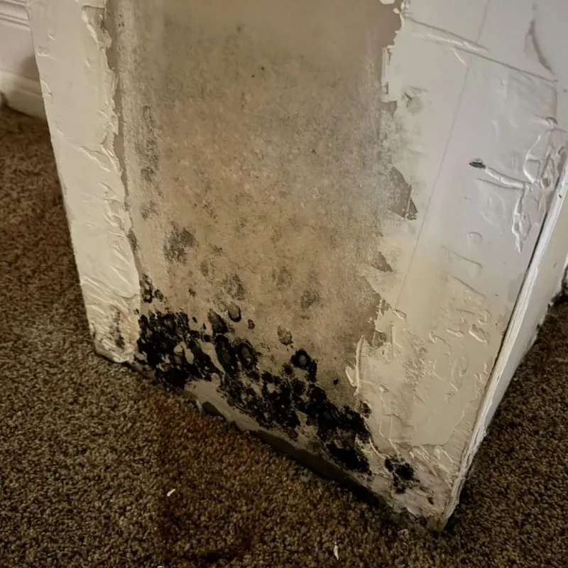 Professional Mold Removal in New Baden, IL